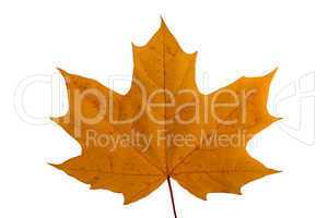 Maple leaf