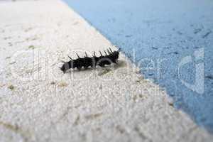 Finish line of caterpillar