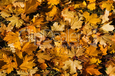 Yellow leaf