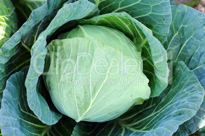 Celery cabbage