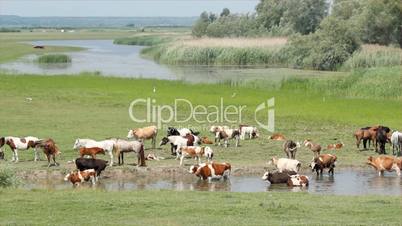 horses and cows on river