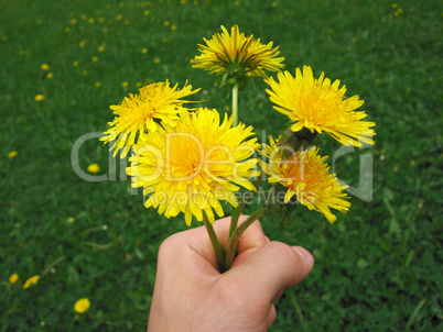 Flower in hand