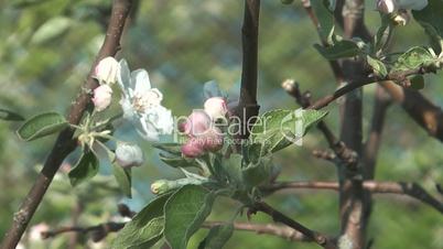 Blossoming apple-tree.