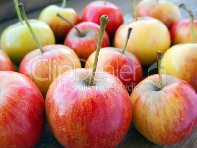 Apple fruit