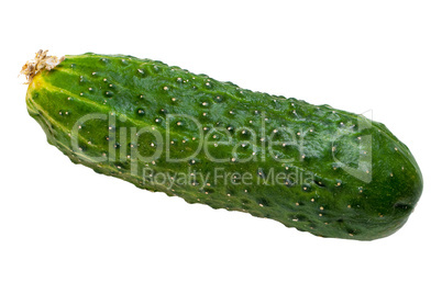 Cucumber