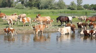 horses and cows on watering-place