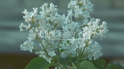 Blossoming white lilac.