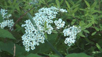 Spiraea.