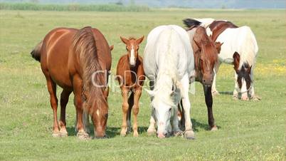 horses and foals in pasture