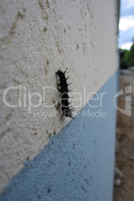 Finish line of caterpillar