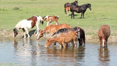 horses on watering-place