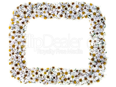 Flower background Flower background