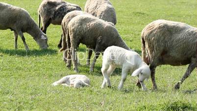 white little lamb and sheep in pasture