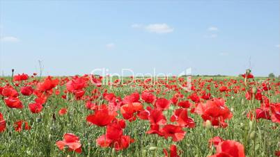 meadow with poppy flowers