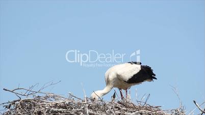 white stork with young in nest