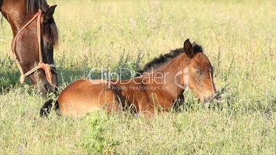 horse brown foal lying in pasture