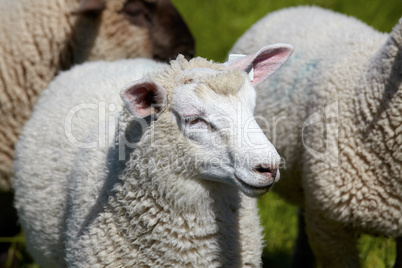 Portrait von einem Schaf auf der Wiese - Portrait of a sheep on the meadow