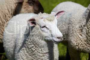 Portrait von einem Schaf auf der Wiese - Portrait of a sheep on the meadow