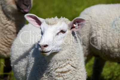 Portrait von einem Schaf auf der Wiese - Portrait of a sheep on the meadow