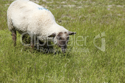 Ein Schaf auf einer grünen Wiese an der Nordseeküste in Neuharlingersiel. A sheep on a green meadow on the North Sea coast in Neuharlingersiel.