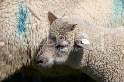 Portrait von einem kleinen Lamm - Portrait of a little lamb