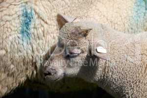 Portrait von einem kleinen Lamm - Portrait of a little lamb