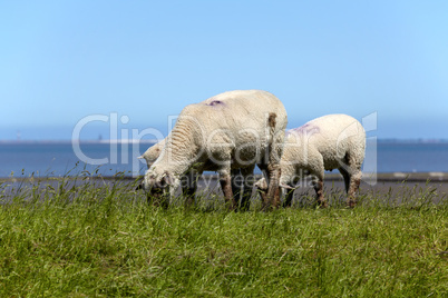 Schafe auf den Wiesen am Nordeutschen Wattenmeer bei Neuharlingersiel - Sheep on the meadows on the North German Wadden Sea in Neuharlingersiel