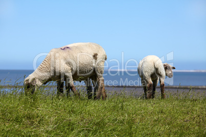 Schafe auf den Wiesen am Nordeutschen Wattenmeer bei Neuharlingersiel - Sheep on the meadows on the North German Wadden Sea in Neuharlingersiel