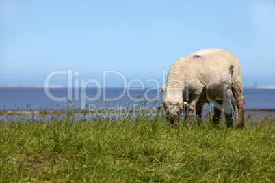 Schaf mit ihrem Lamm auf einer grünen Wiese an der deutschen Nordseeküste - Sheep with her lamb on a green meadow at the German North Sea coast