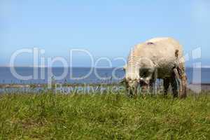 Schaf mit ihrem Lamm auf einer grünen Wiese an der deutschen Nordseeküste - Sheep with her lamb on a green meadow at the German North Sea coast