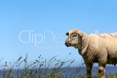 Portrait von einem Schaf auf der Wiese - Portrait of a sheep on the meadow