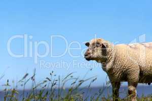 Portrait von einem Schaf auf der Wiese - Portrait of a sheep on the meadow