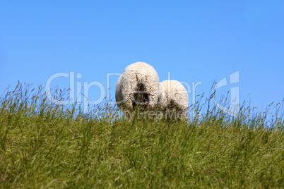 Zwei Schafe von hinten auf dem Deich - Two sheep from behind the dyke
