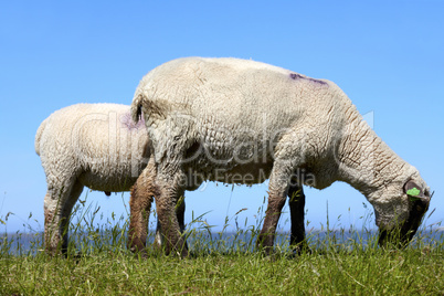 Schaf mit ihrem Lamm auf einer grünen Wiese an der deutschen Nordseeküste - Sheep with her ??lamb on a green meadow at the German North Sea coast