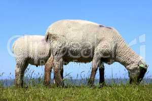 Schaf mit ihrem Lamm auf einer grünen Wiese an der deutschen Nordseeküste - Sheep with her ??lamb on a green meadow at the German North Sea coast