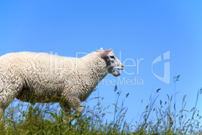 Ein Schaf blökend und laufend auf dem Deich - A sheep bleating and running on the dyke