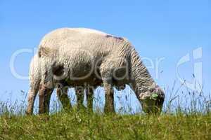 Ein Schaf mit ihrem Lamm auf dem Deich grasend - A sheep with her lamb grazing on the dyke