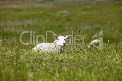 Ein Lamm im Gras liegend auf einem Deich - A lamb lying in the grass on a dike