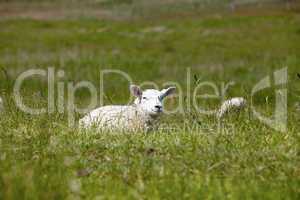 Ein Lamm im Gras liegend auf einem Deich - A lamb lying in the grass on a dike