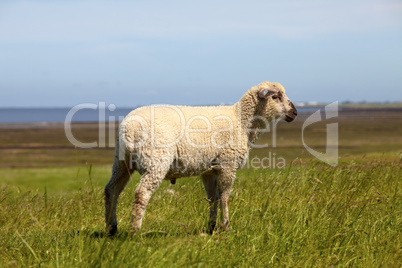 Ein Lamm auf einer Wiese am Norddeutschen Wattenmeer - A lamb in a meadow on the northern German Wadden Sea