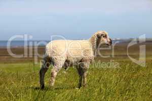 Ein Lamm auf einer Wiese am Norddeutschen Wattenmeer - A lamb in a meadow on the northern German Wadden Sea