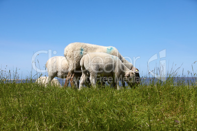 Schaf mit 2 Lämmern auf einem Deich an der Deutschen Nordseeküste - Sheep with two lambs on a dyke at the German North Sea coast