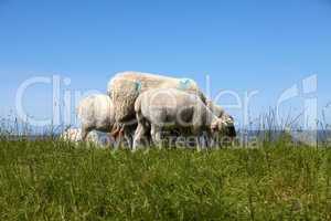Schaf mit 2 Lämmern auf einem Deich an der Deutschen Nordseeküste - Sheep with two lambs on a dyke at the German North Sea coast