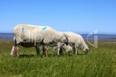 Einige Schafe auf einem Deich am Norddeutschen Wattenmeer - Some sheep on a dyke on the northern German Wadden Sea