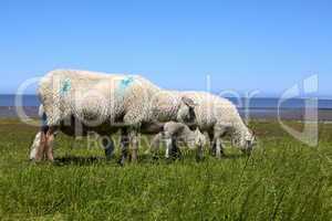 Einige Schafe auf einem Deich am Norddeutschen Wattenmeer - Some sheep on a dyke on the northern German Wadden Sea