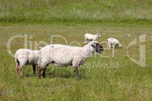 Schaf mit ihrem Lamm auf einer grünen Wiese an der deutschen Nordseeküste - Sheep with her ??lamb on a green meadow at the German North Sea coast