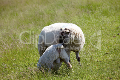 Lamm möchte vom Muttertier gesäugt werden - Lamb wants to be suckle by the mother animal