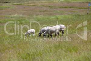 Vier Schafe auf einer grünen Wiese - Four sheep on a green meadow