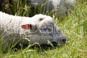Portrait eines jungen Schafes. Portrait of a young sheep