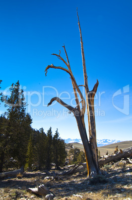 Bristlecone Pine